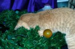 Cheshire Kitten puts away Christmas decorations.