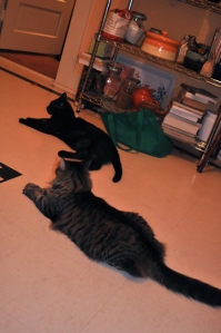 Reggie and Petunia in the kitchen